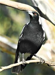 Australian-Magpie-18-06-2020-LT1_4970 (2)