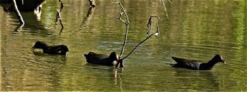 Dusky-Moorhen-30-07-2021-LT1_9256 (2)