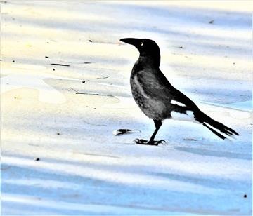 Pied-Currawong-22-08-2021-LT1_9454 (2)