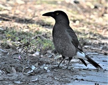 Pied-Currawong-22-08-2021-LT1_9455 (2)