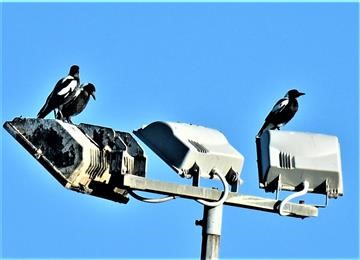 Australian-Magpie-28-02-2021-LT1_7525 (3)