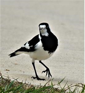 Magpie-Lark-(F)-22-04-2020-LT1_4570 (2)