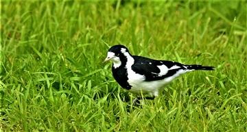 Magpie-Lark (F)-07-07-2021-LT1_8970 (2)