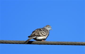 Peaceful-Dove-25-08-2021-LKcK_01DSC_1535_1-Andrew-T