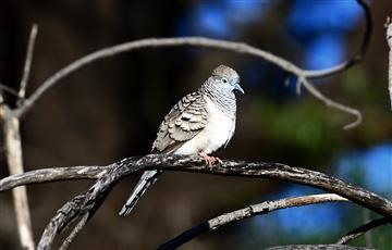 Peaceful-Dove-25-08-2021-LKcK_02DSC_1548_1-Andrew-T