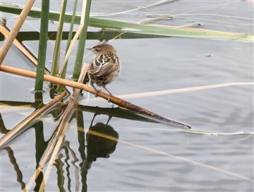 Little-Grassbird-7-08-2018-Morang Wetlands