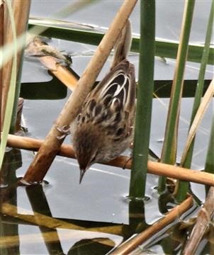 Little-Grassbird-7-08-2018-Morang Wetlands