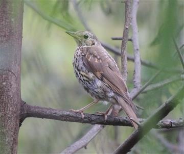 Song-Thrush-02-0202017