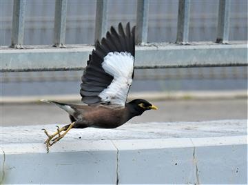 Common-Myna-21-09-2020-(2)