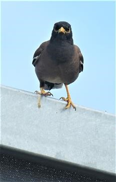 Cmmon-Myna-Toyota-Birdhide-22-01-2021-LT1_7108 (2)