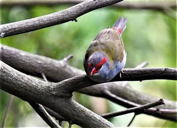 Red-browed-Finch-11-12-2021-LT1_0930 (2)