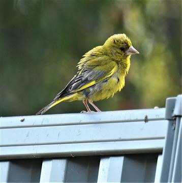 European-Greenfinch-22-01-2021-LT1_7109 (2)